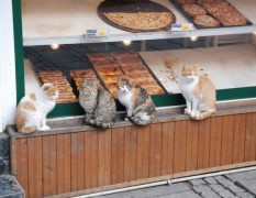 котки