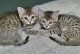 1000 бездомни котки кастрираха в Бургас