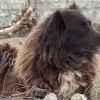 Бездомното куче Сара, което оцеля след потопа в "Елените", се опитвало да предупреди хората за идващото бедствие