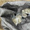 Регистрирани като земеделски производители отглеждали канабис край Карнобат. Стопанисвали и язовир за поливане на „реколтата”