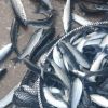 Паламудът подрани, сафридът падна на цената на цацата