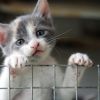 Жестокост от години: Вързано коте със синджир на тераса предизвика вълна от възмущение