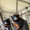 За първи път в България в Зоопарк Бургас се сдоби с екзотични червенокоремни тамарини