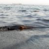 Полицията в Поморие издирва самоличността на удавник в морето край Косата