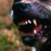 Питбул захапа друго куче и нападна стопаните му в Кошарица, нахапани са по крайниците и лицето