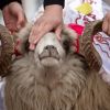 Милиони мюсюлмани по света празнуват Курбан байрам