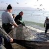 Съобщиха най-добрата новина за рибари и туристи. Морето ври от сафрид и калкан
