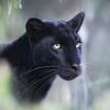 Заснеха черен леопард в полето край дупнишкото село Крайници