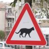  В центъра на Бургас се появи знак: „Внимавай, котки“