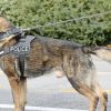 Следово куче е герой в спецакция в Бургас, откри килограм кокаин