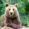 Мечок открадна и разглоби мобилен телефон на посетител в зоопарка в Стара Загора