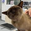 Котка оцеля след почти час въртене в пералня заедно с прането