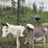 75-сантиметрови магаренца са новите любимцици в зоопарк Бургас