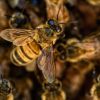 Пчеларите разкриха какъв мед се продава в българските магазини