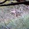  Рев на елени по Южното Черноморие, започва „сватбеният“ им сезон