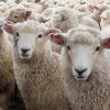 Огнище на шарка по овцете в Средецко, заразата пламнала във ферма с 220 животни