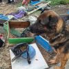Полицейското куче Бам откри килограм канабис в карнобатско село, скрит в пчелин (СНИМКИ)