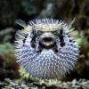 Отровна тропическа риба нахлу в Черно море