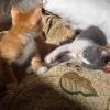 Ще се намери ли сърце за тях? Котенца на загиналата д-р Йорданова в Царево чакат своя човек
