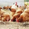 БАБХ за птицефермата в Крамолин: Няма риск за общественото здраве