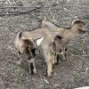 Бейби бум в зоопарка в Бургас: Сладки близначета се радват на безгрижни игри и разтапят сърцата на посетителите