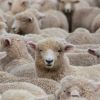 БАБХ установи две огнища на шарка по дребните преживни животни в село Скутаре