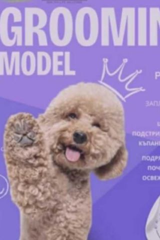 Paw & Co. Grooming Studio – новото място за красота и грижа за любимците в Бургас