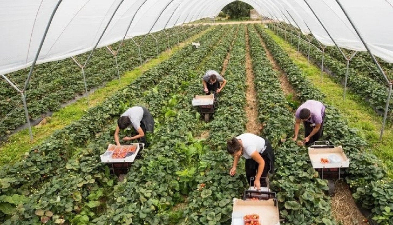 Сезонная безработица. Сезонные работники. Уборка урожая. People working on a farm. Рабочие на сезонные работы.