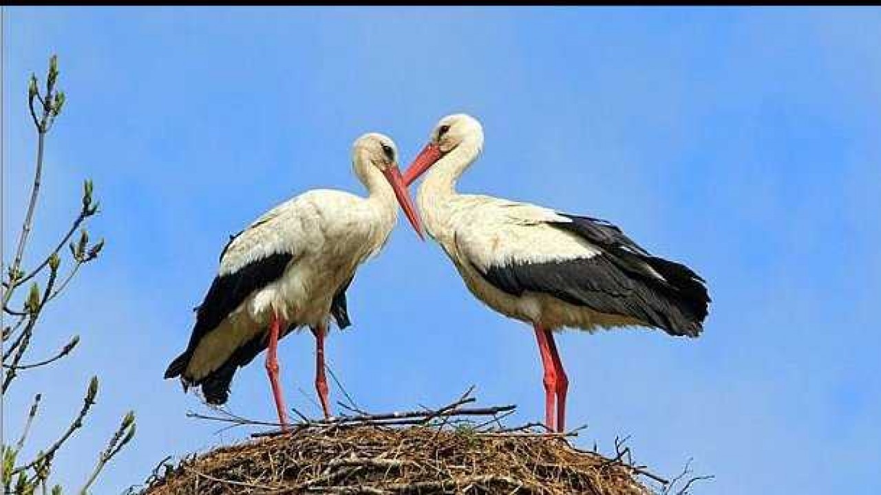 белый аист туркестанский гнездо. аисты в ленинградской области. аист самка. Ciconia ciconia. белый аист в ростовской области.