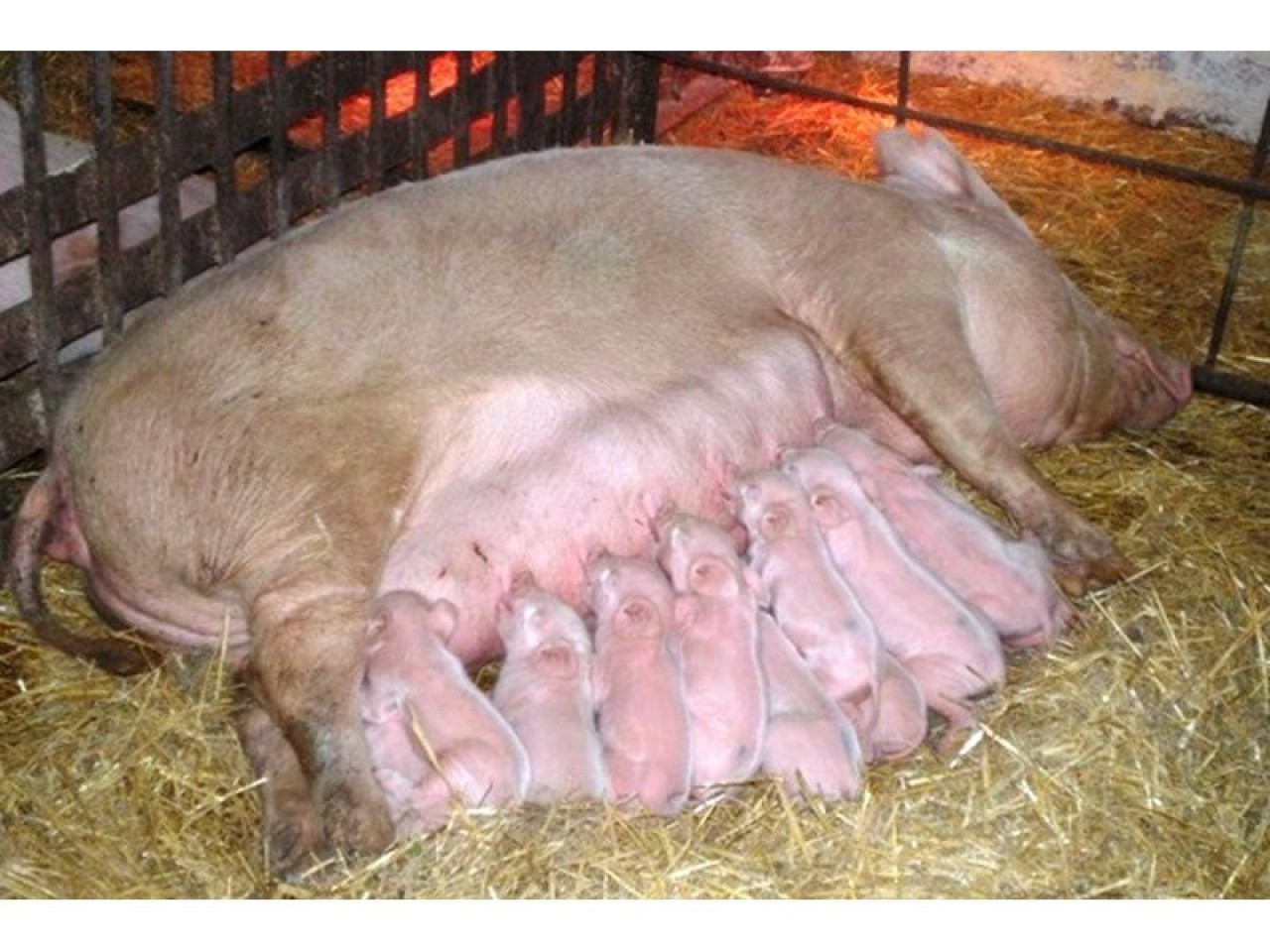 Сколько опоросов у свиньи